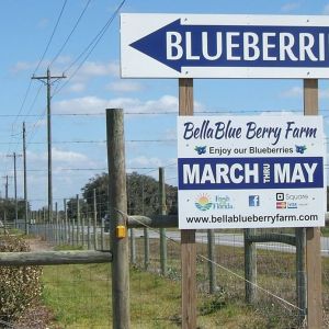BellaBlue Berry Farm