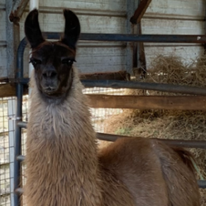 Lucy's Llamas and Petting Zoo