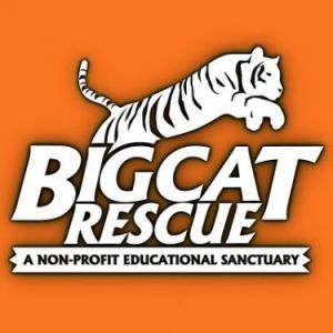 Tampa - Big Cat Rescue Sanctuary