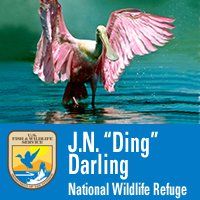 Sanibel - J.N. "Ding" Darling National Wildlife Refuge